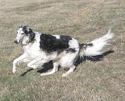 Top Open Field Courser 2011